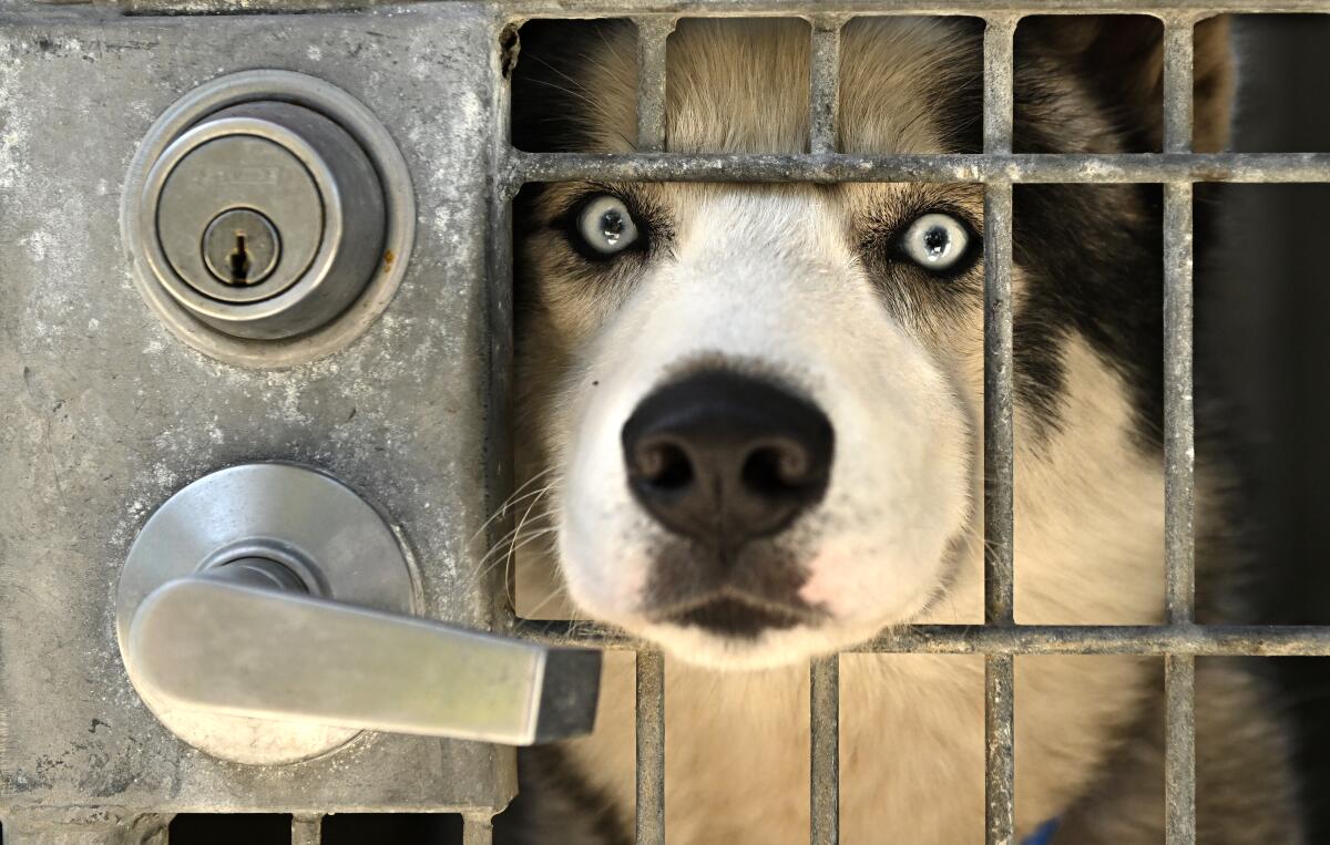 dog in a shelter